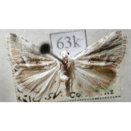Eublemma minutata (Fabricius, 1794) Blema kocankowa Czech63k
